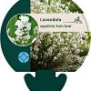 Lavandula ang. 'Arctic Snow' Pot 9 cm
