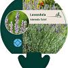Lavandula int. 'Dutch' Pot 9 cm
