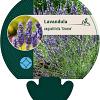 Lavandula int. 'Grosso' Pot 9 cm