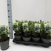 Euonymus jap. 'Microphyl. Albovar.' Pot 7,5 Liter 