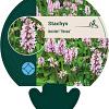 Betonica hirsuta 'Rosea' Pot 9 cm