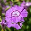 Dianthus amurensis Pot 9 cm