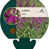 Lobelia 'Tania' Pot 9 cm