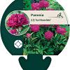 Paeonia (LD) 'Karl Rosenfield' Pot 11 cm