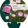 Paeonia (LD) 'Sarah Bernhardt' Pot 11 cm
