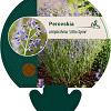 Perovskia atripl. 'Little Spire' Pot 9 cm