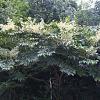 Aralia elata Pot 50 Liter 80 - 100 cm