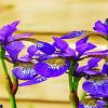 Iris sibirica Pot 9 cm