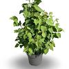 Cercidiphyllum japonicum Pot 4 Liter 60 - 80 cm