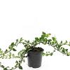 Chaenomeles sup. Pink Trail Pot 1,5 liter