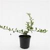 Chaenomeles sup. Pink Trail Pot 1,5 liter
