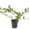 Chaenomeles sup. Pink Trail Pot 1,5 liter