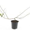 Chaenomeles sup. Pink Trail Pot 1,5 liter