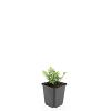Chaenomeles sup. Pink Trail Pot 1,5 liter