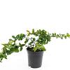 Chaenomeles sup. 'Red Trail' Pot 1,5 liter