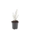 Clethra alnif. 'Hummingbird' Pot 1,5 liter