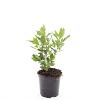 Clethra alnif. 'Hummingbird' Pot 1,5 liter