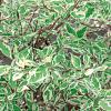 Cornus alba 'Elegantissima' Pot 2 Liter