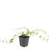 Vinca minor 'Aureovariegata' Pot 9 cm