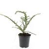 Cotoneaster conspicuus decorus Pot 1,5 liter