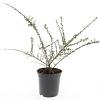 Cotoneaster conspicuus decorus Pot 1,5 liter