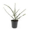 Cotoneaster conspicuus decorus Pot 1,5 liter