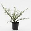 Cotoneaster conspicuus decorus Pot 1,5 liter