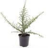 Cotoneaster conspicuus decorus Pot 1,5 liter
