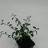 Cotoneaster dammeri Pot 9 cm