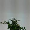 Cotoneaster dammeri Pot 9 cm