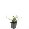 Cotoneaster dammeri Pot 9 cm