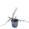 Cotoneaster dammeri Pot 9 cm