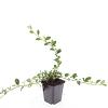 Cotoneaster dammeri Pot 9 cm