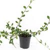 Cotoneaster dam. 'Gelre' Pot 1,5 liter