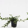 Cotoneaster dam. 'Major' Pot 1,5 liter