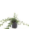 Cotoneaster dam. 'Major' Pot 1,5 liter