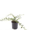 Cotoneaster dam. 'Miranda' Pot 1,5 liter