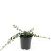 Cotoneaster dam. 'Mooncreeper' Pot 1,5 liter