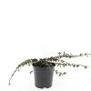 Cotoneaster dam. 'Mooncreeper' Pot 1,5 liter