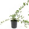 Cotoneaster dam. 'Schoon' Pot 1,5 liter
