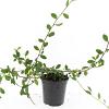 Cotoneaster dam. 'Schoon' Pot 1,5 liter