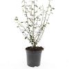 Cotoneaster franchetii Pot 1,5 liter