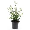 Cotoneaster franchetii Pot 1,5 liter