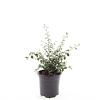 Cotoneaster franchetii Pot 1,5 liter