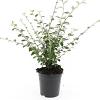Cotoneaster franchetii Pot 1,5 liter