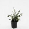 Cotoneaster franchetii Pot 1,5 liter
