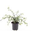 Cotoneaster lacteus Pot 1,5 liter