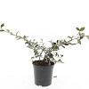 Cotoneaster lacteus Pot 1,5 liter