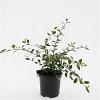 Cotoneaster lacteus Pot 1,5 liter