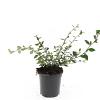 Cotoneaster lacteus Pot 1,5 liter